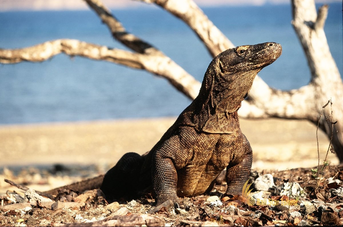 taman nasional komodo