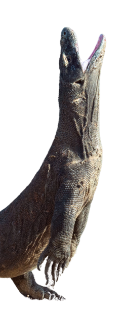 Komodo adalah